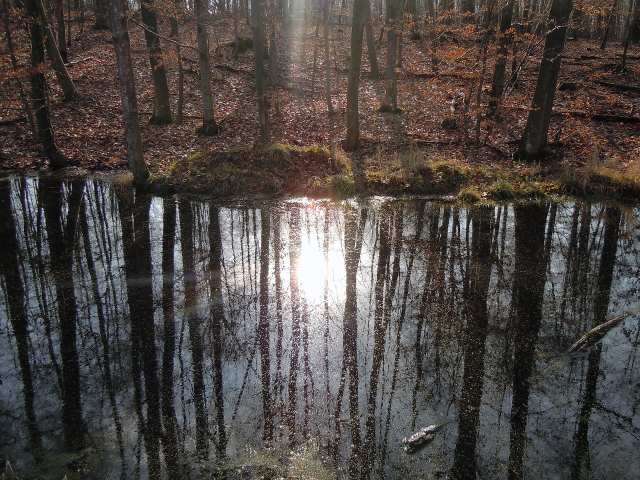 forest mirroring back light free photo