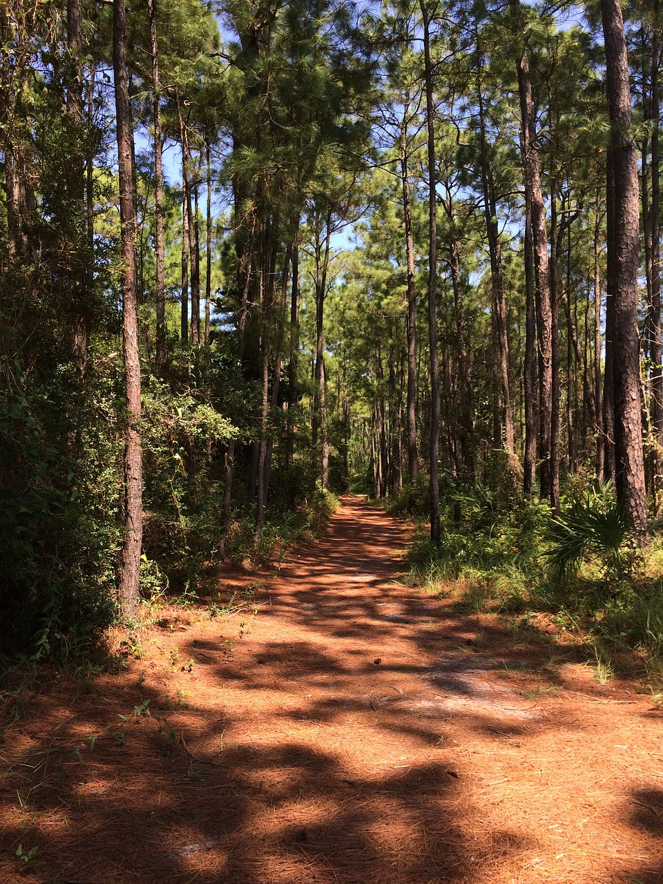 forest path nature free photo