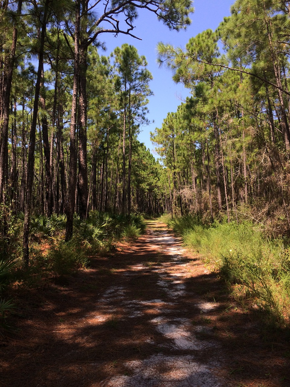 forest pathway nature free photo