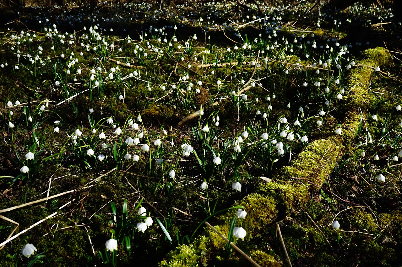 forest snowflake forest floor free photo