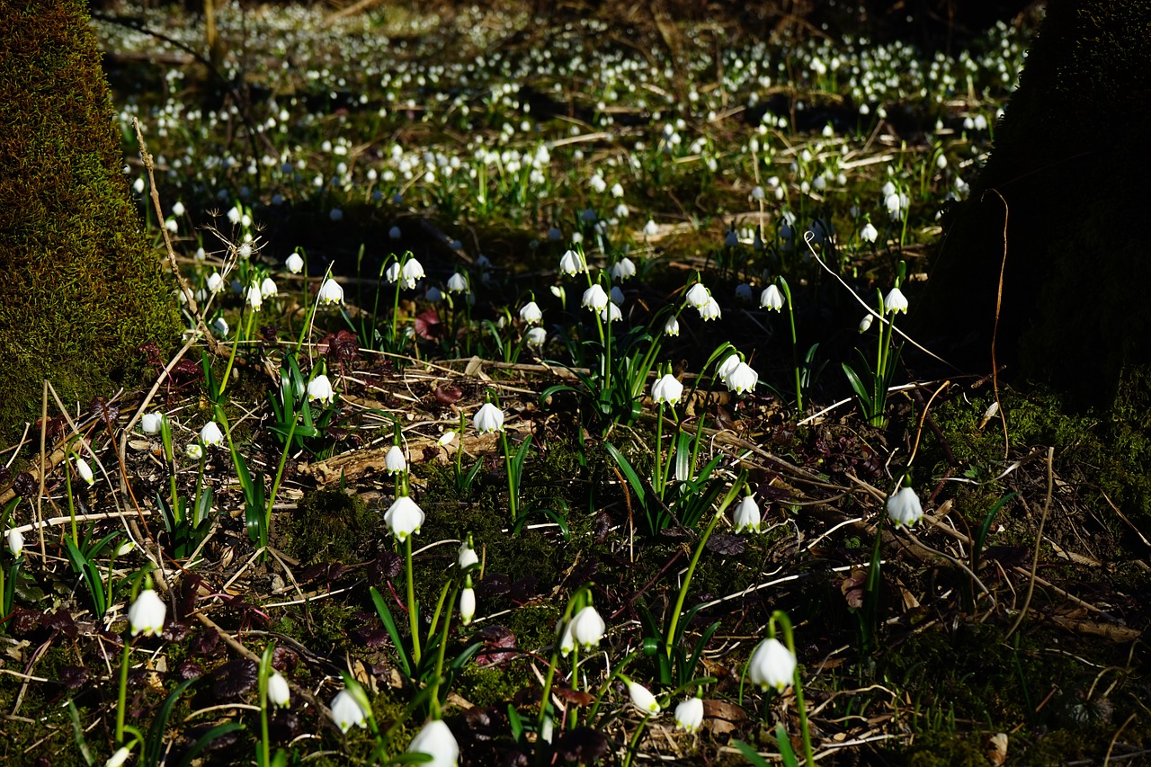 forest snowflake forest floor free photo