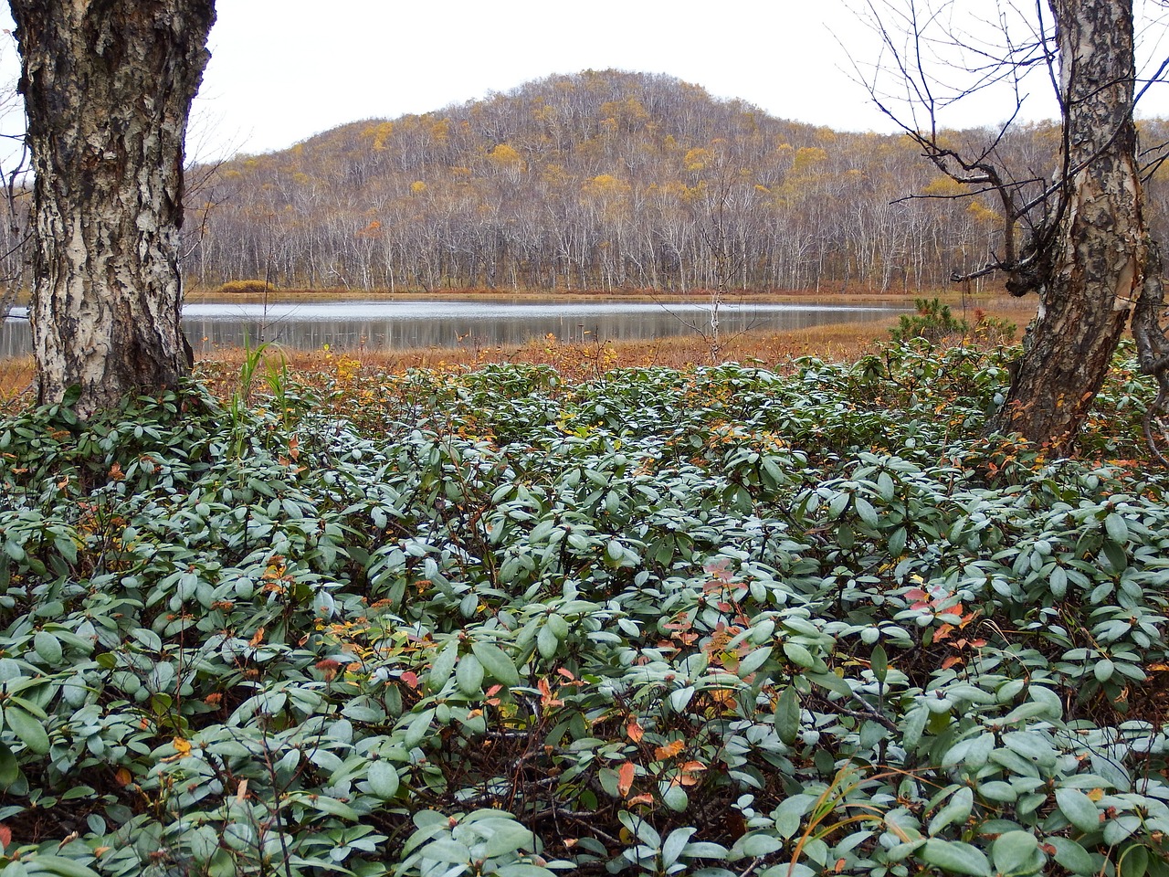 forest lake tundra free photo