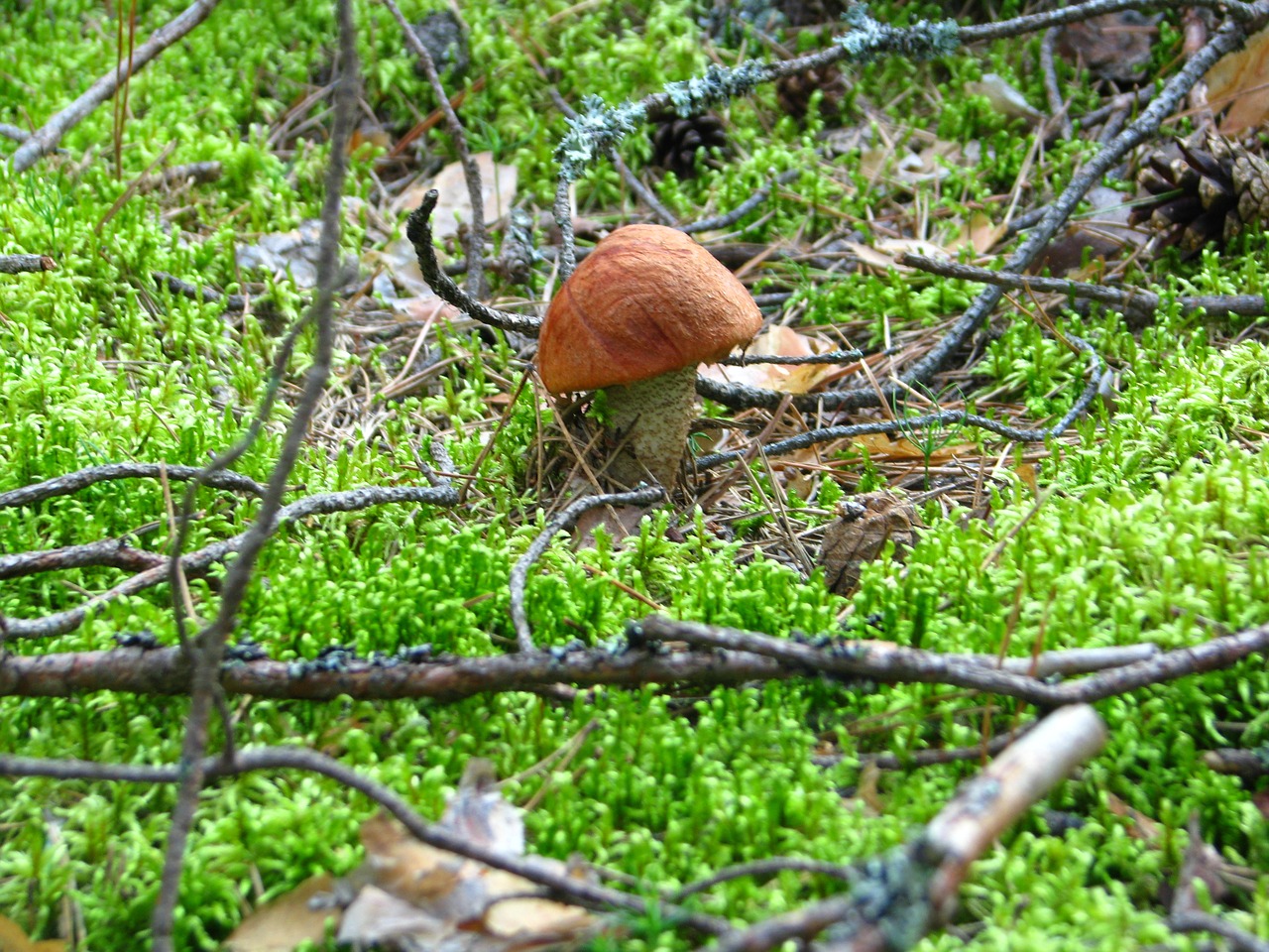 forest hunting mushroom free photo