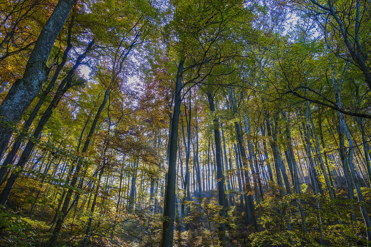 forest trees incidence of light free photo