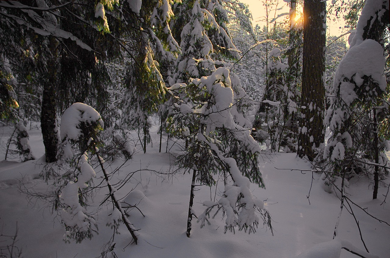 forest winter snow free photo