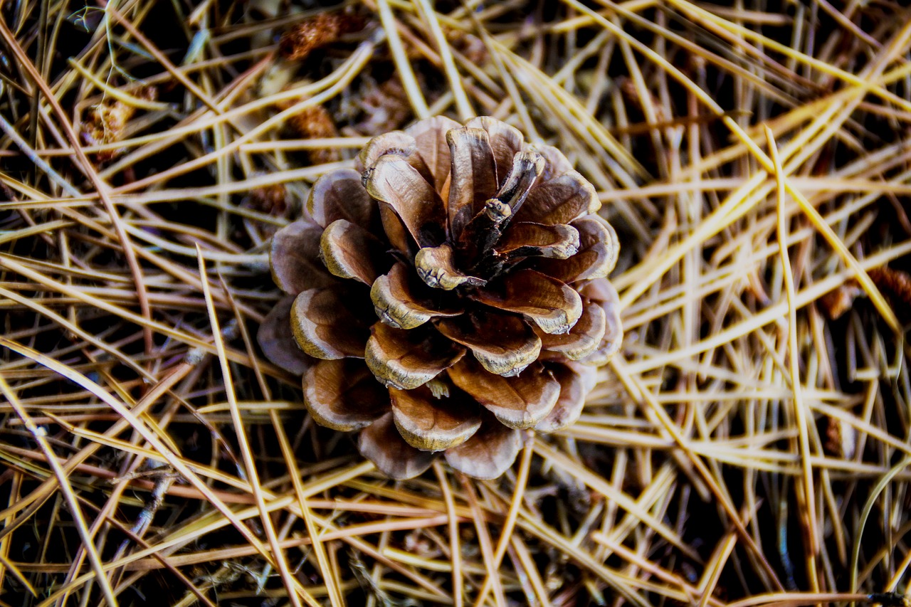 forest pinecone points free photo
