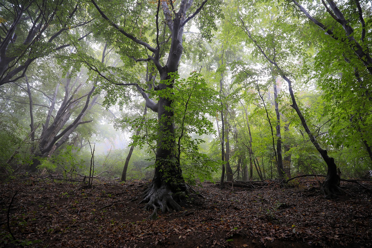 forest leafy forest fog free photo