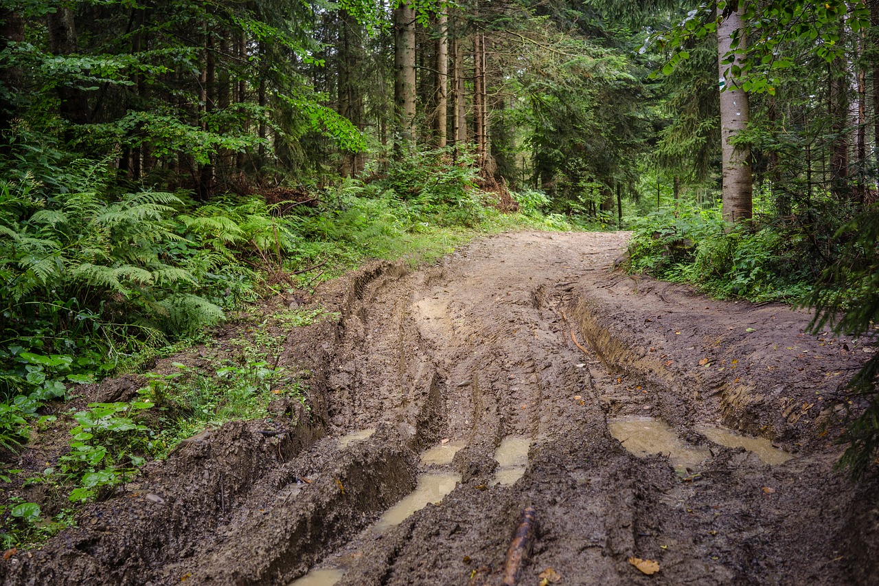 forest way mud free photo