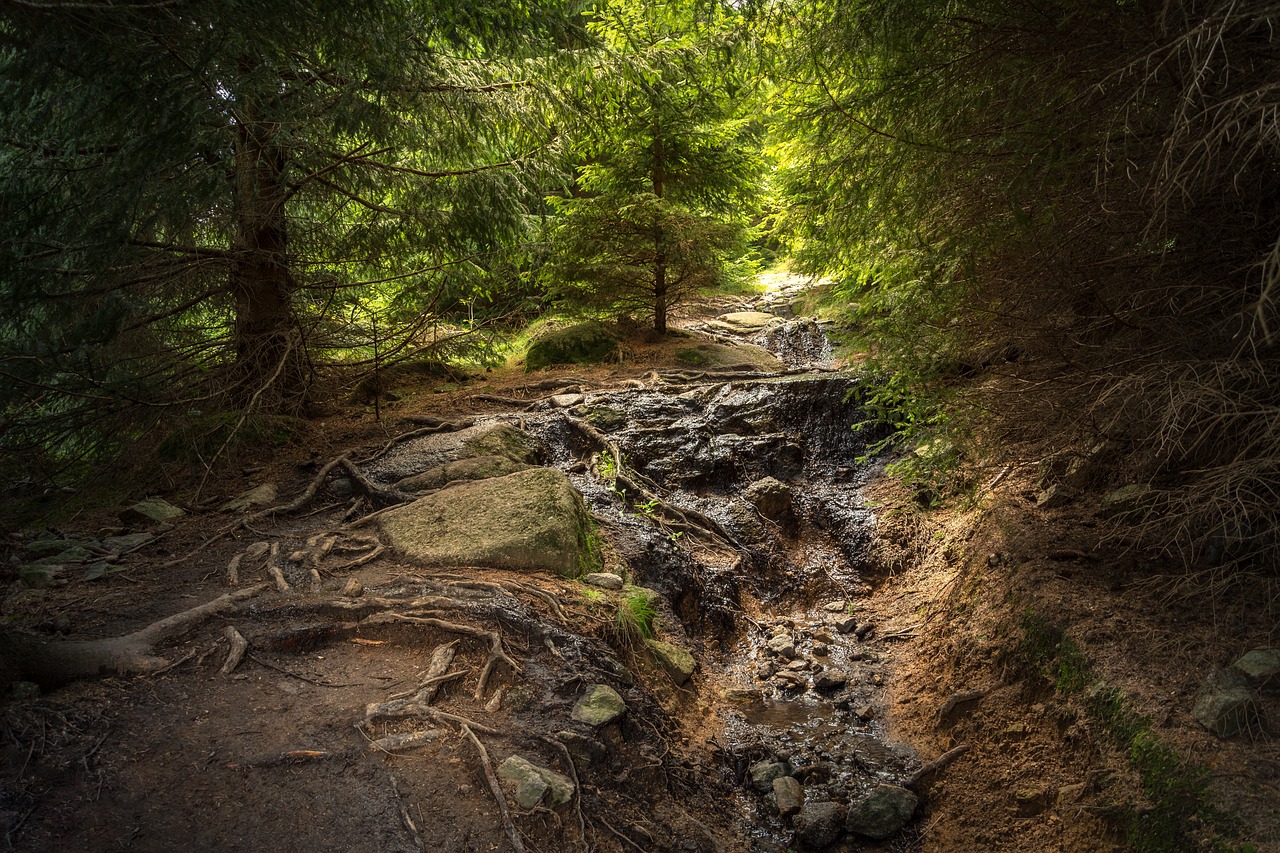 forest resin boulder free photo