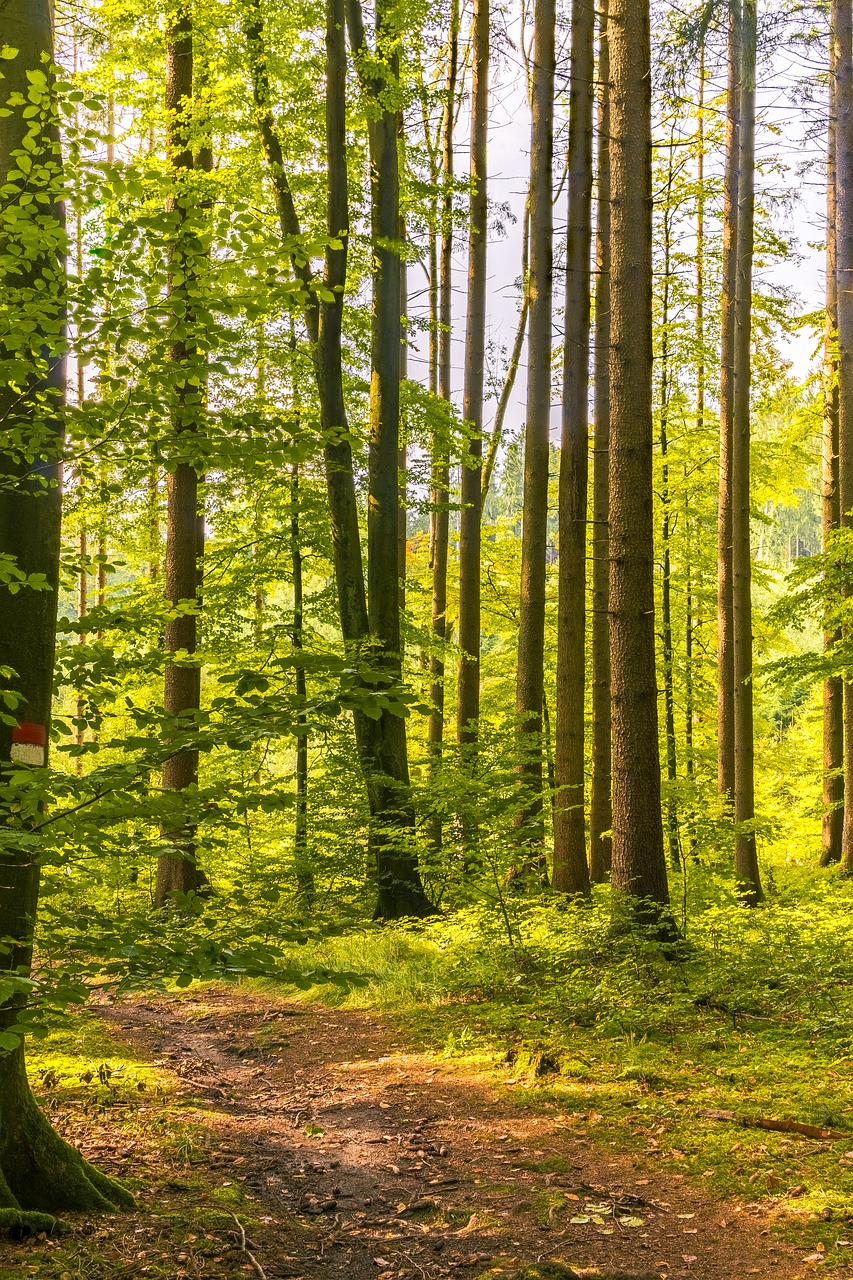 forest away hiking free photo