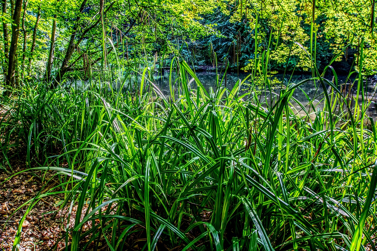 forest grass grasses free photo