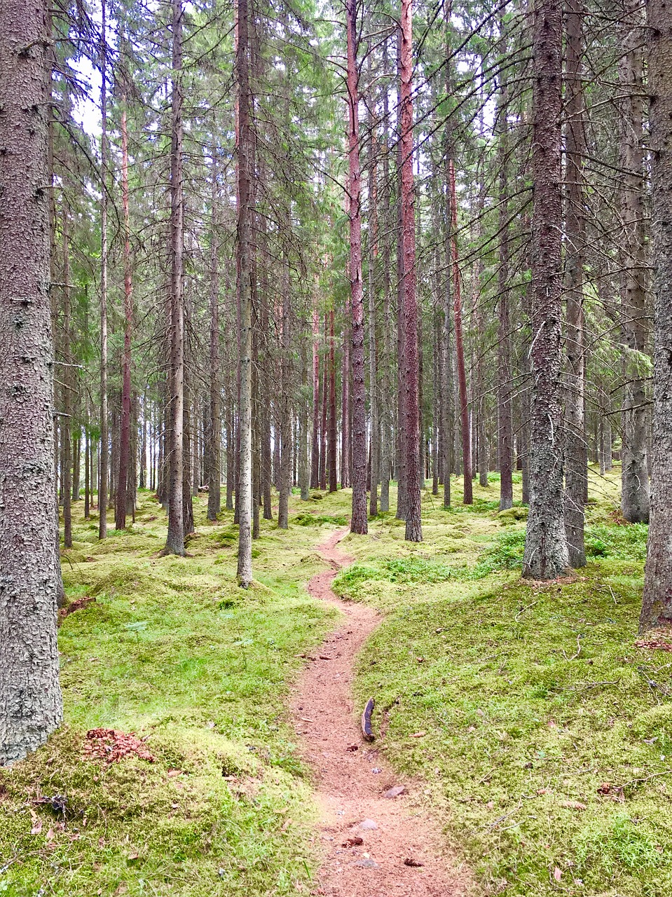 forest calm path free photo