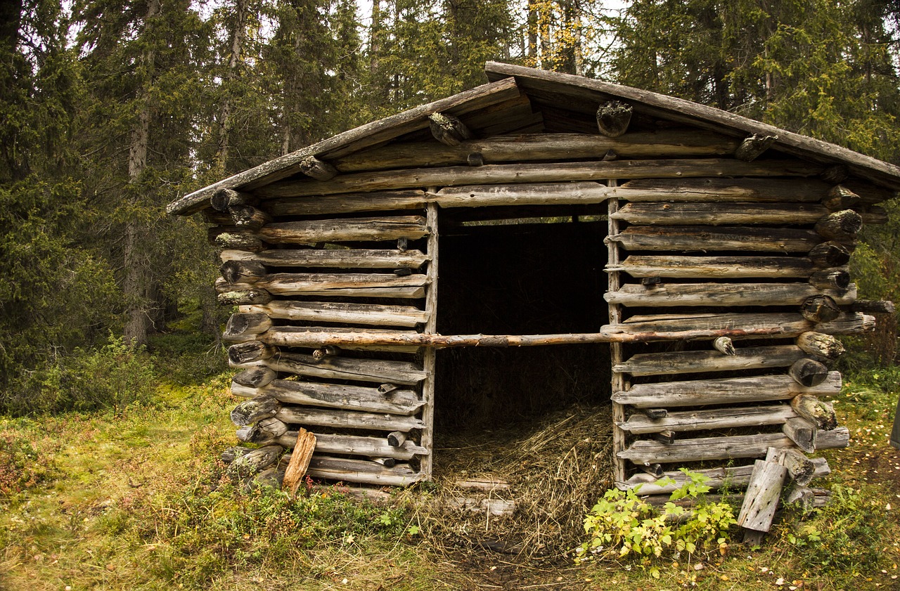 forest old barn the barn free photo