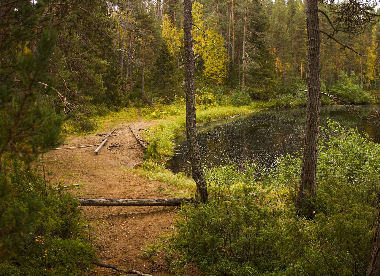 forest beach landscape free photo