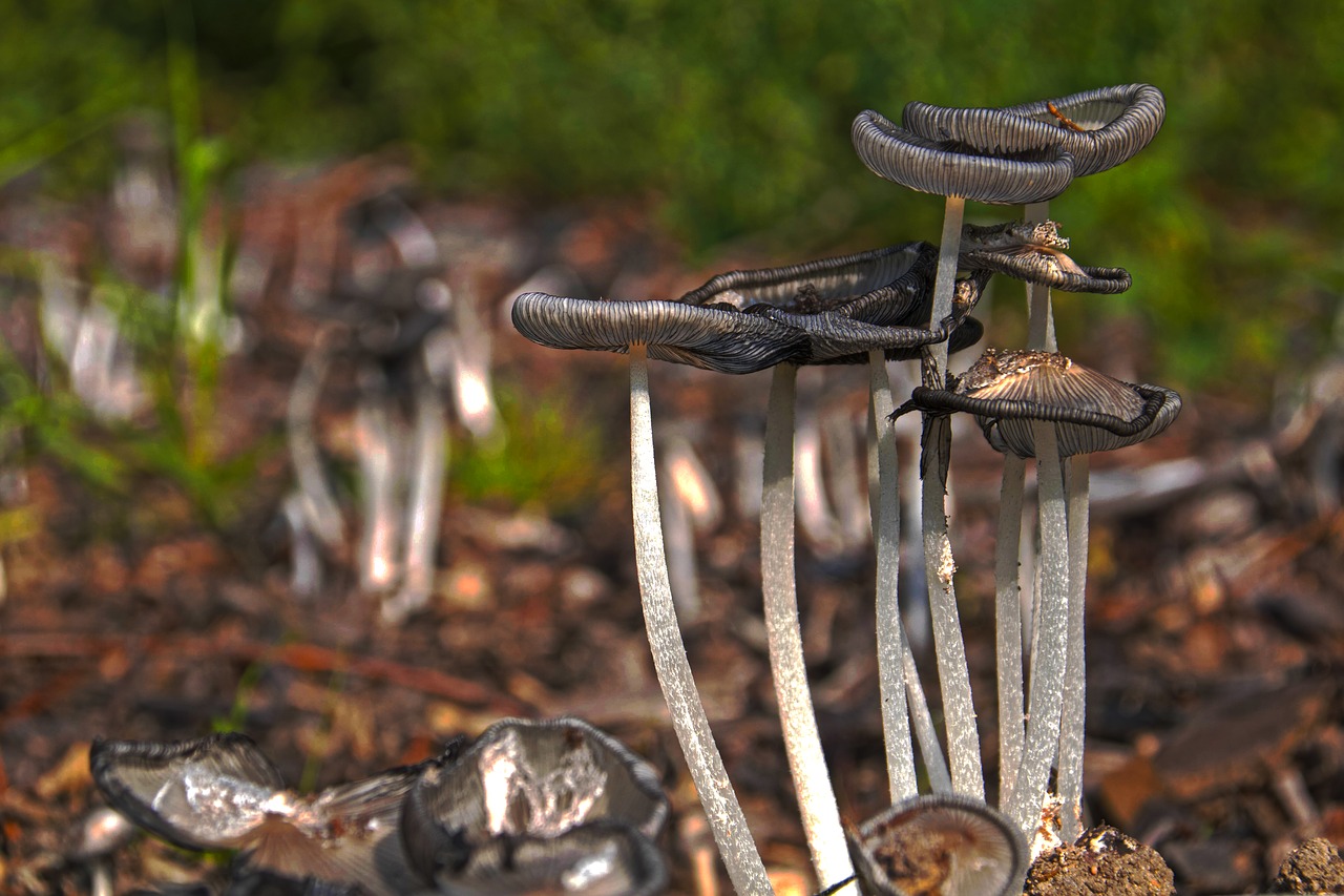 forest mushrooms nature free photo