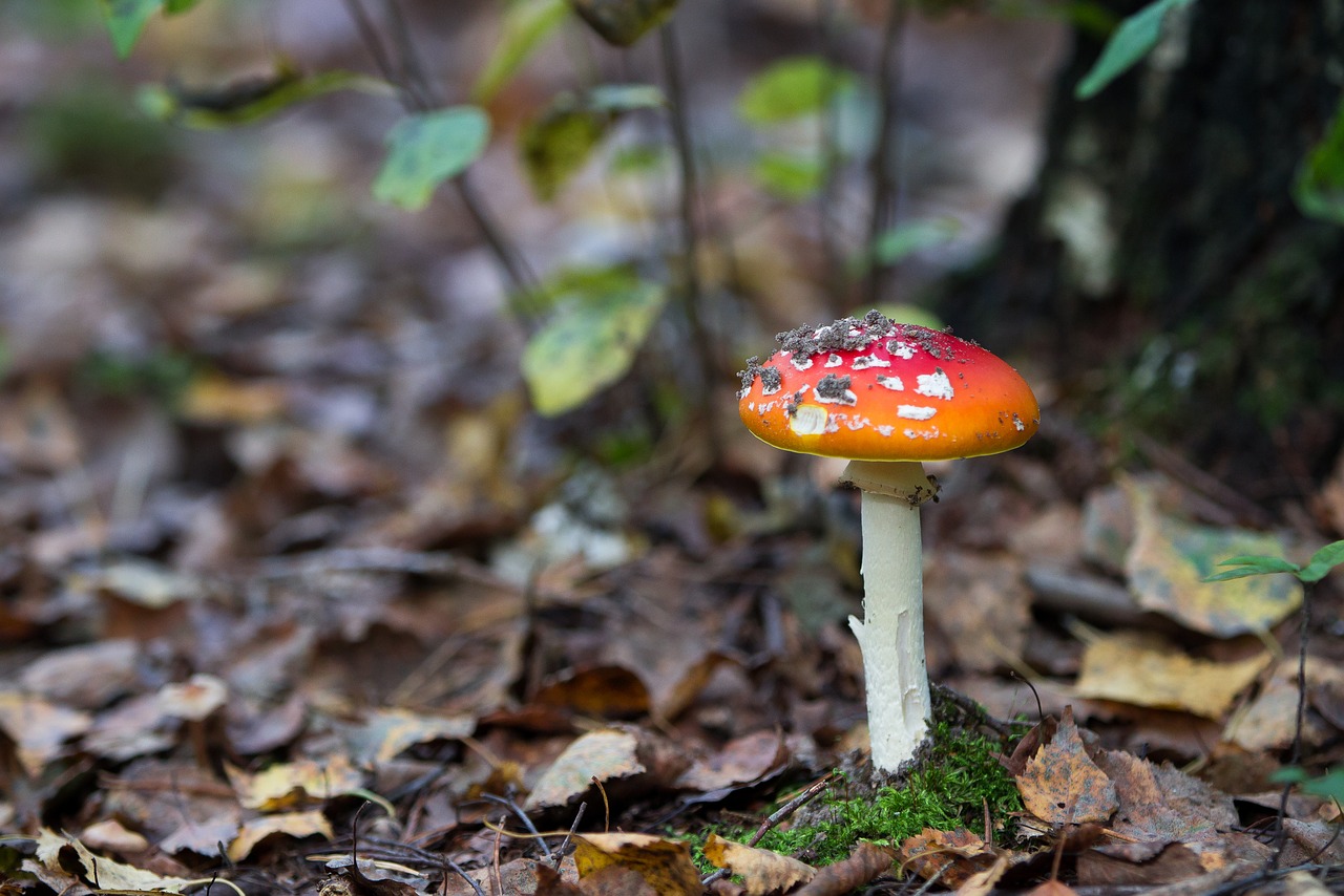 forest autumn amanita free photo