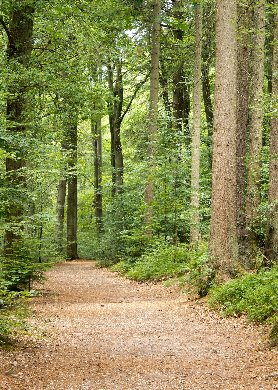 forest nature path free photo