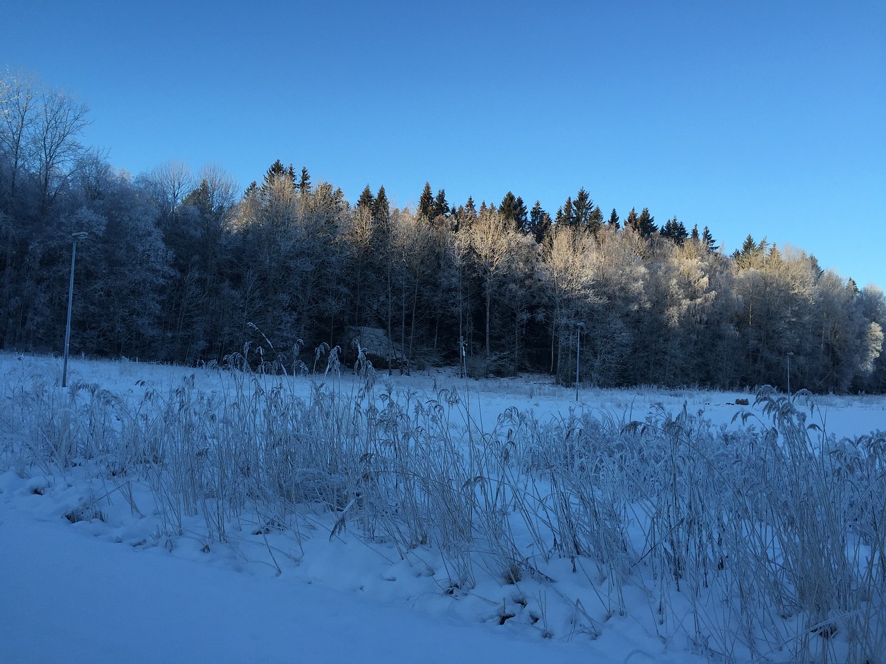 forest snow sweden free photo