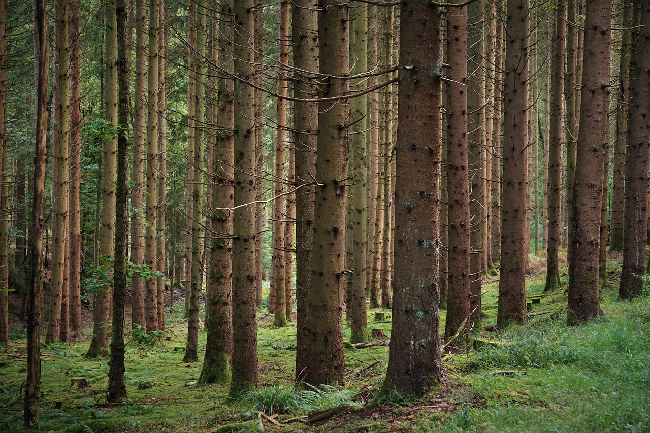 forest trees branches free photo