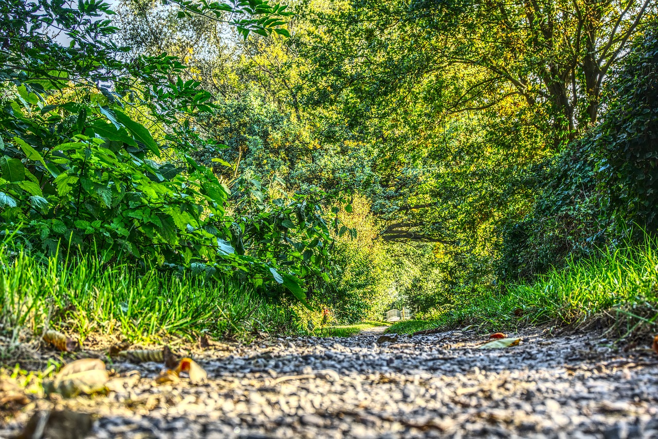 forest forest path leaves free photo