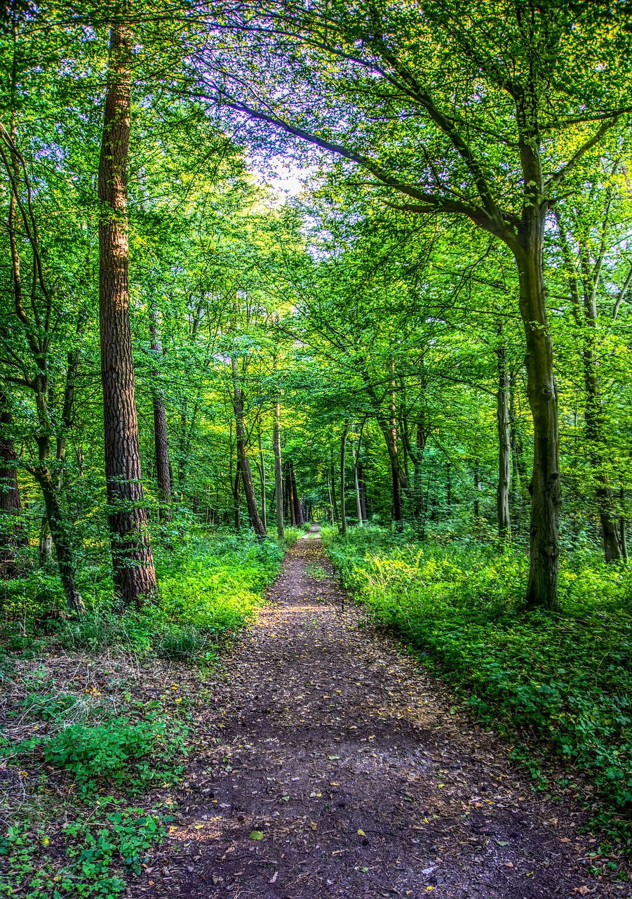 forest forest path leaves free photo