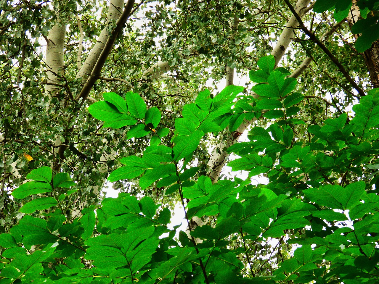 forest tree walnut free photo