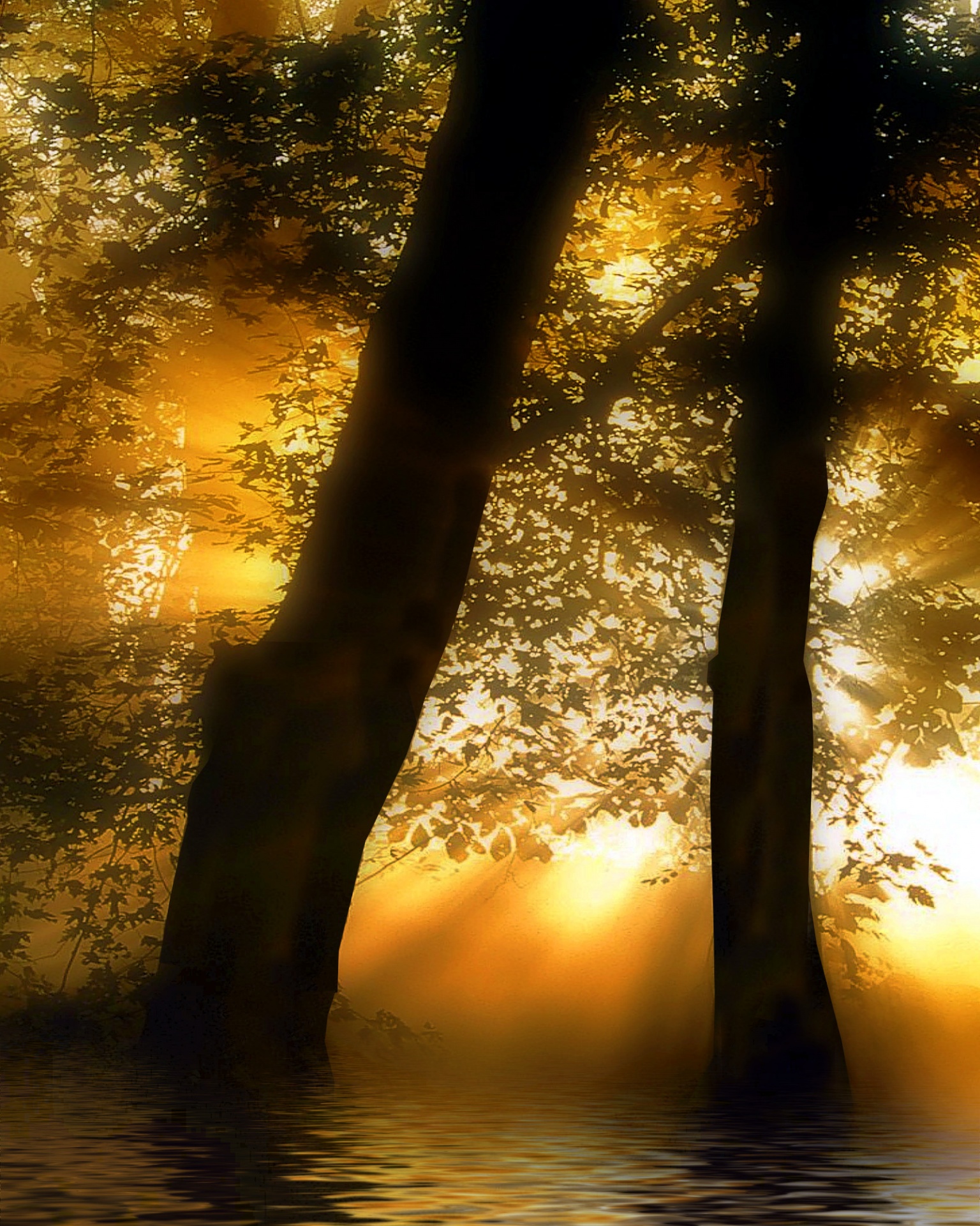 forest light streaming free photo