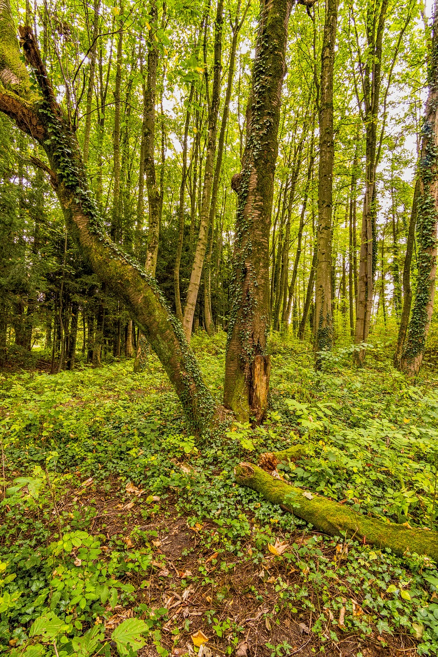 forest tree nature free photo