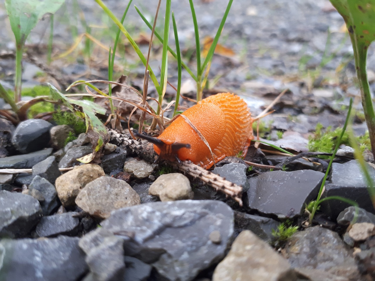 forest snail orange free photo