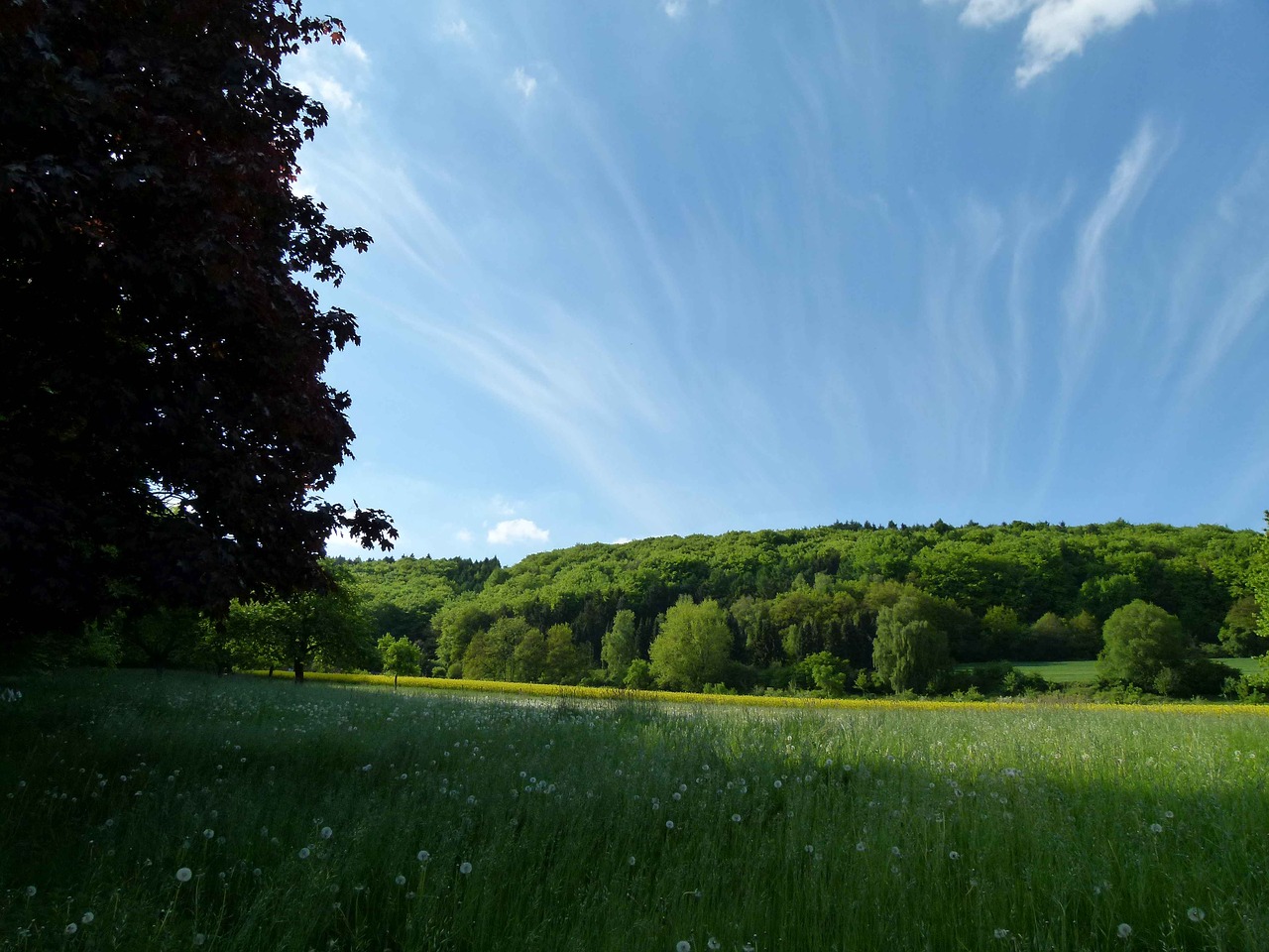 forest sky mood free photo