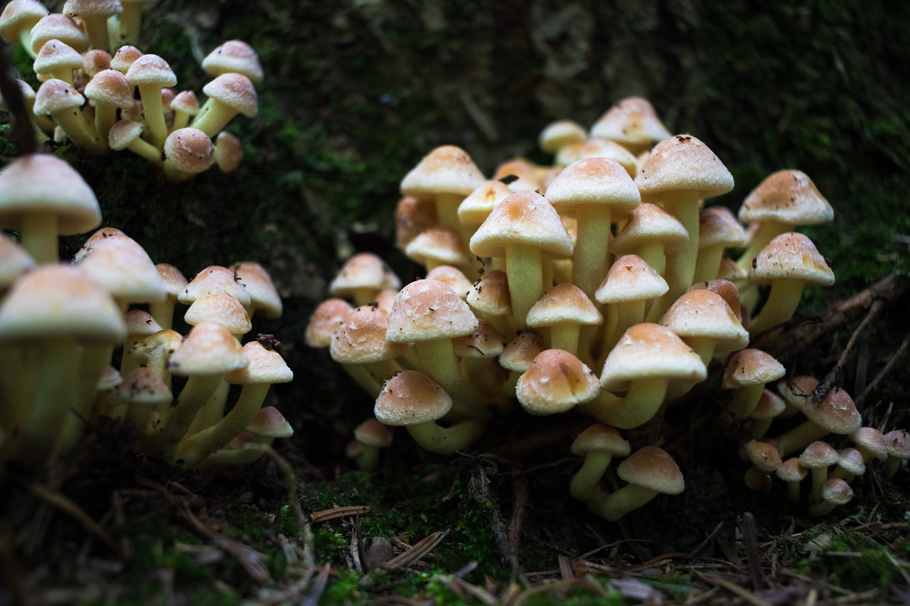 forest mushroom mushroom picking free photo