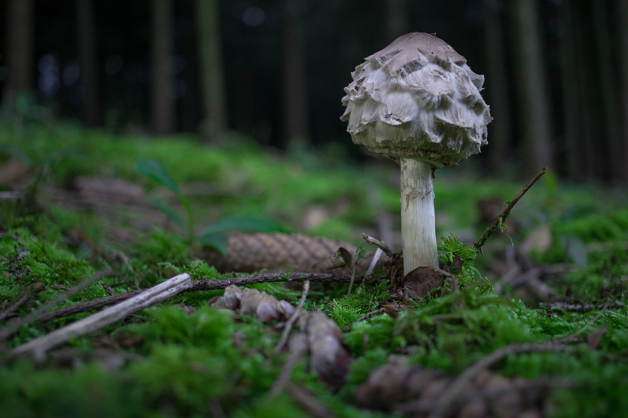 forest mushroom autumn free photo
