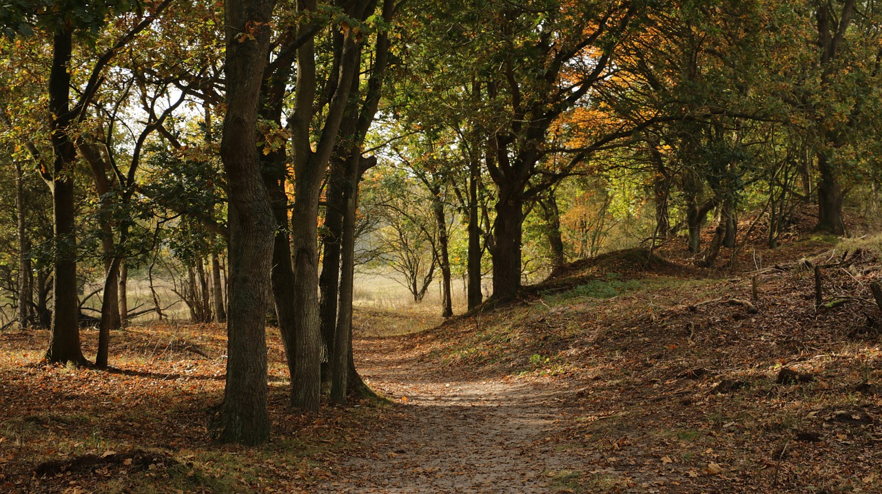 forest nature autumn free photo