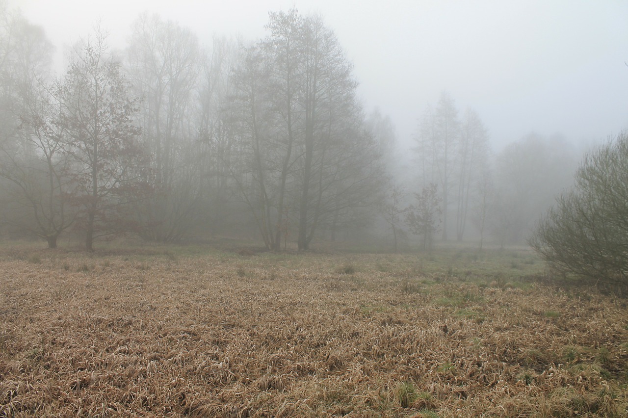 forest fog foggy free photo