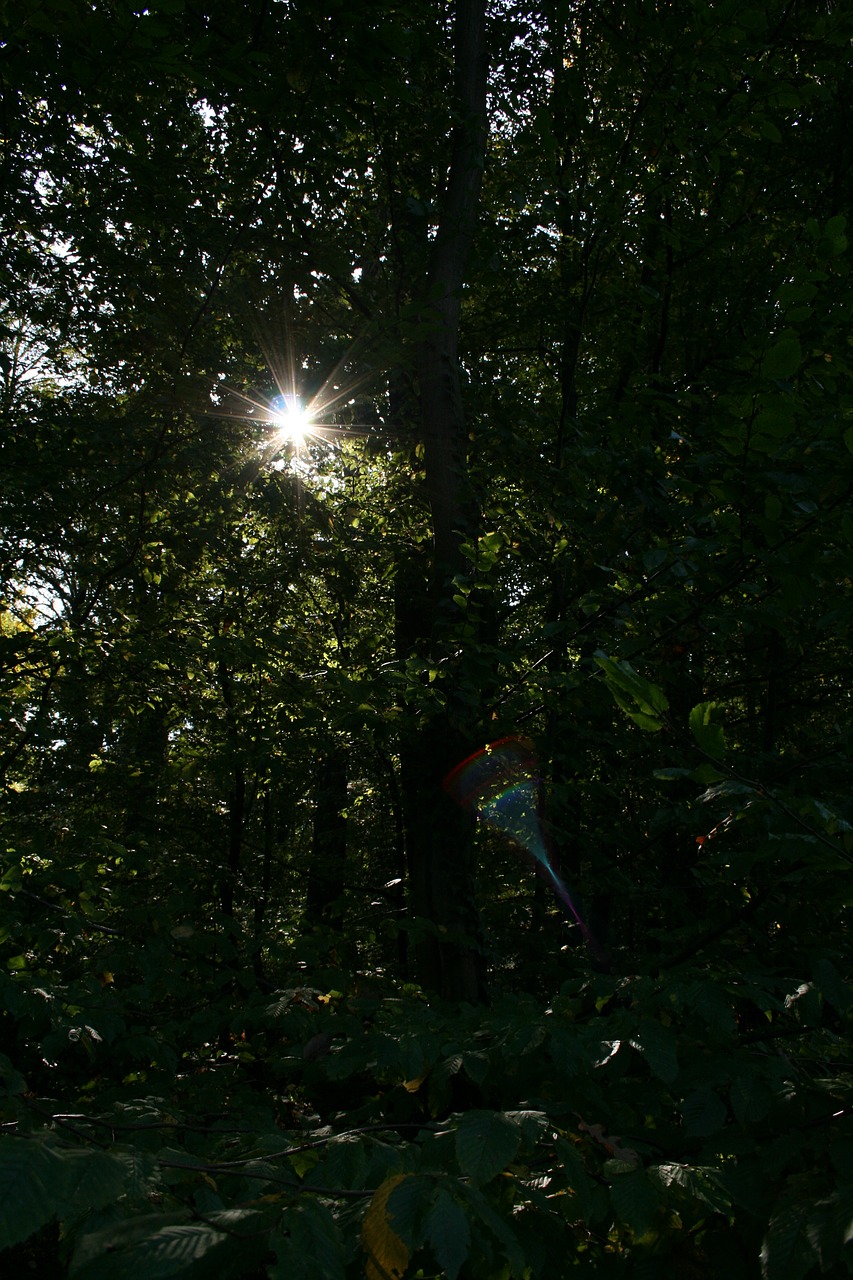 forest sun trees free photo