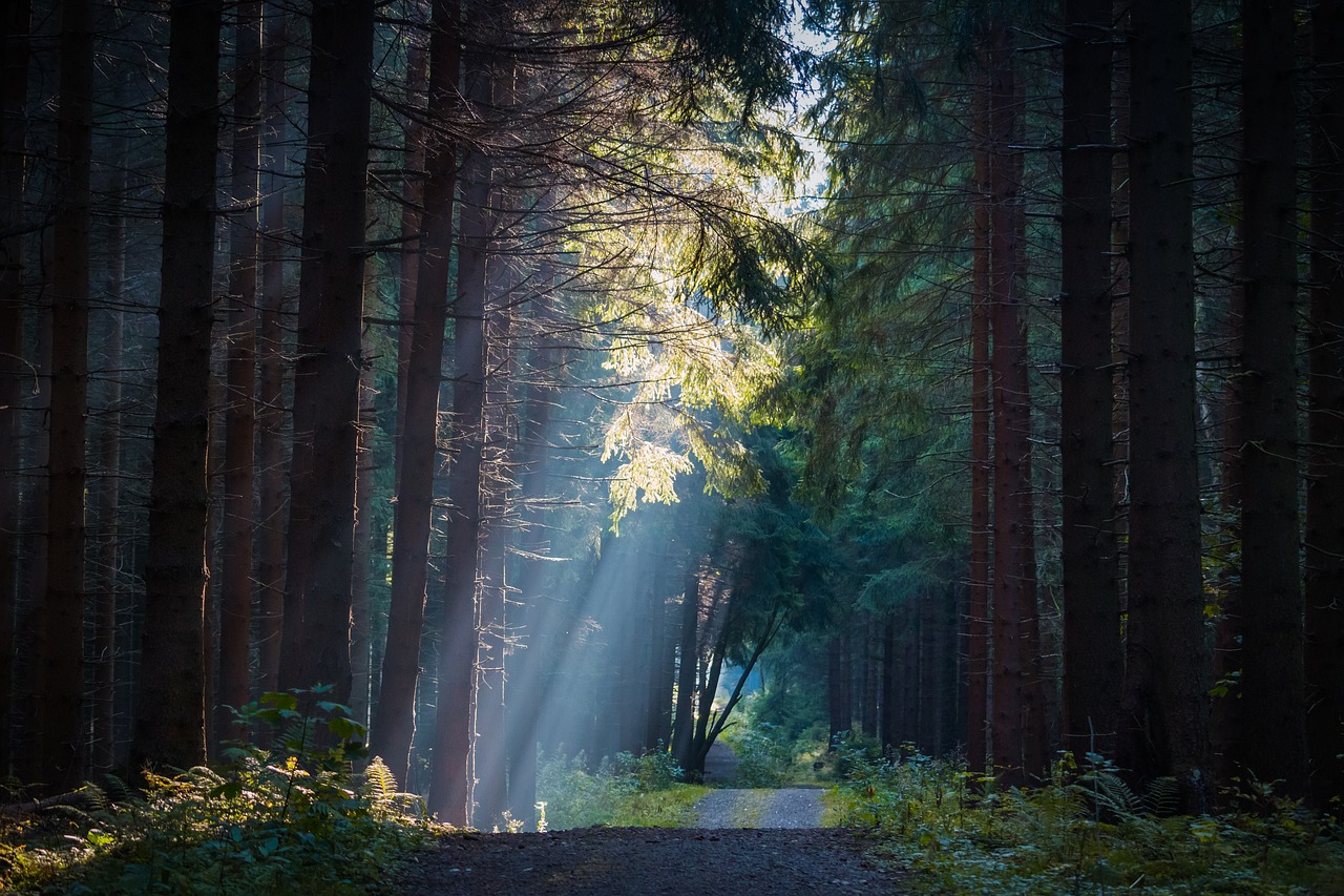 forest trees fog free photo