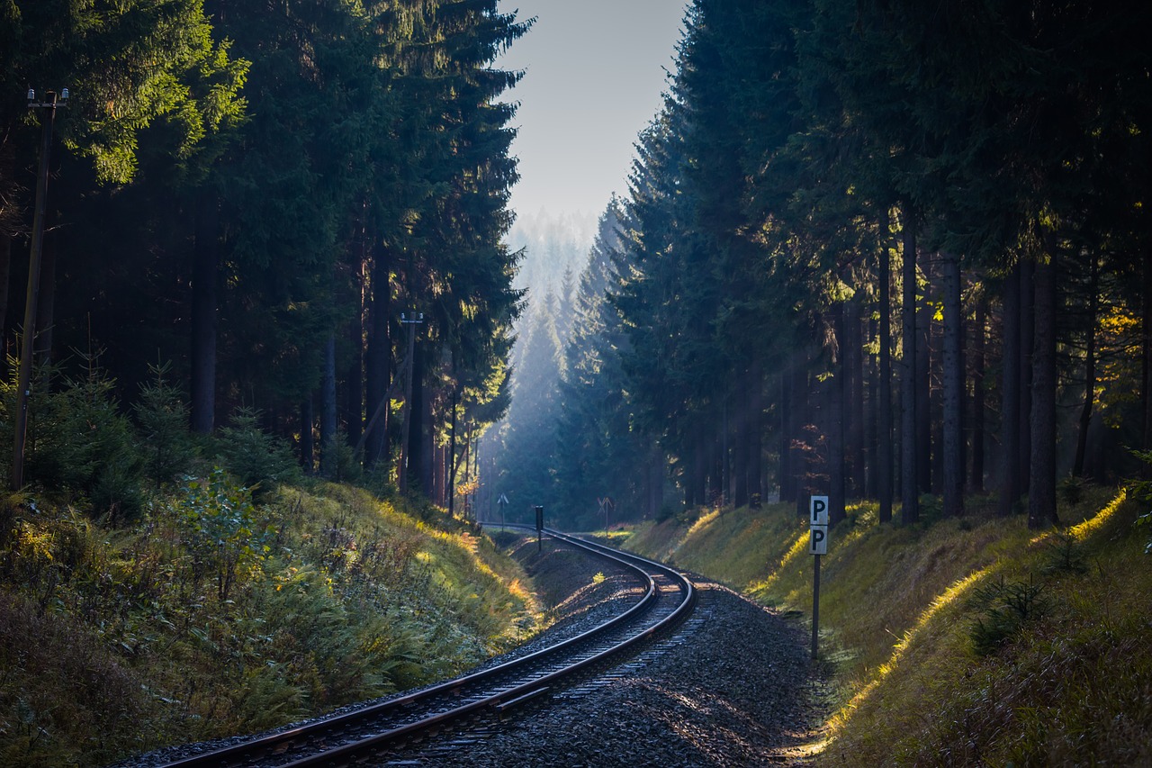 forest trees fog free photo