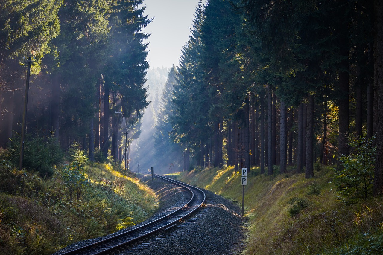 forest trees fog free photo