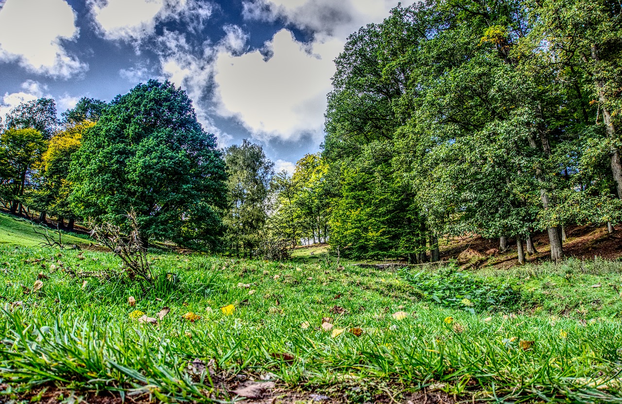 forest trees mountains free photo