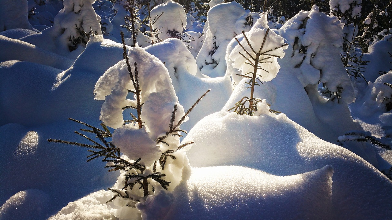 forest snow winter free photo