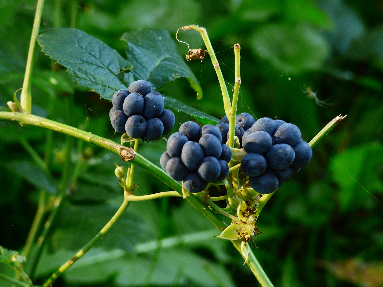 forest fruits nature free photo