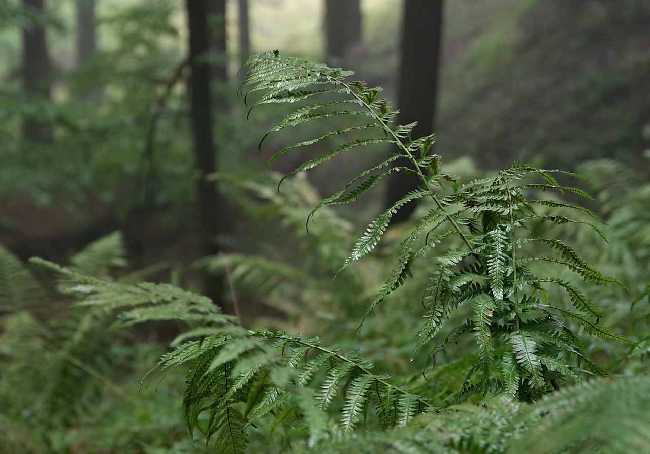 forest the fog tree free photo