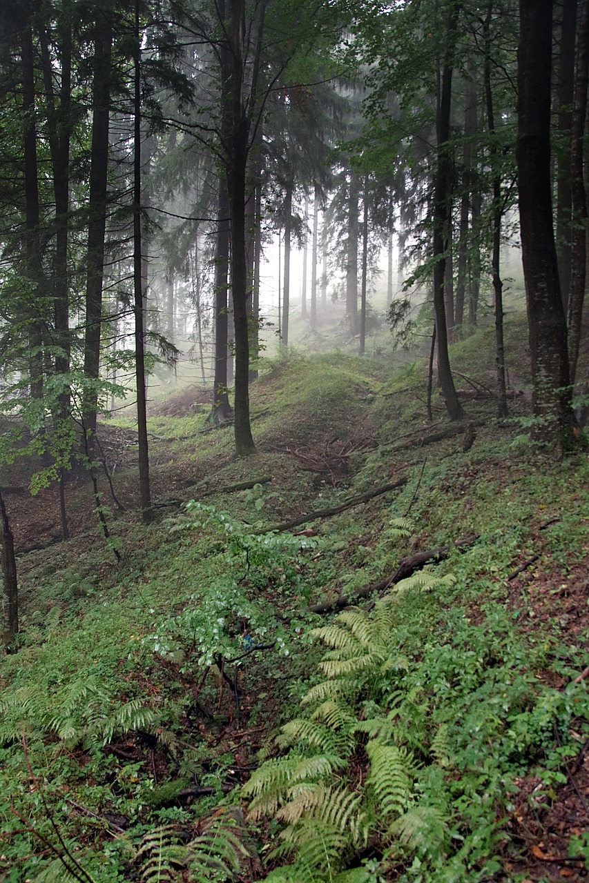 forest the fog tree free photo