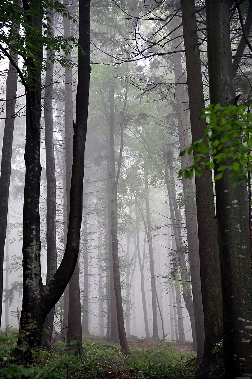 forest the fog tree free photo
