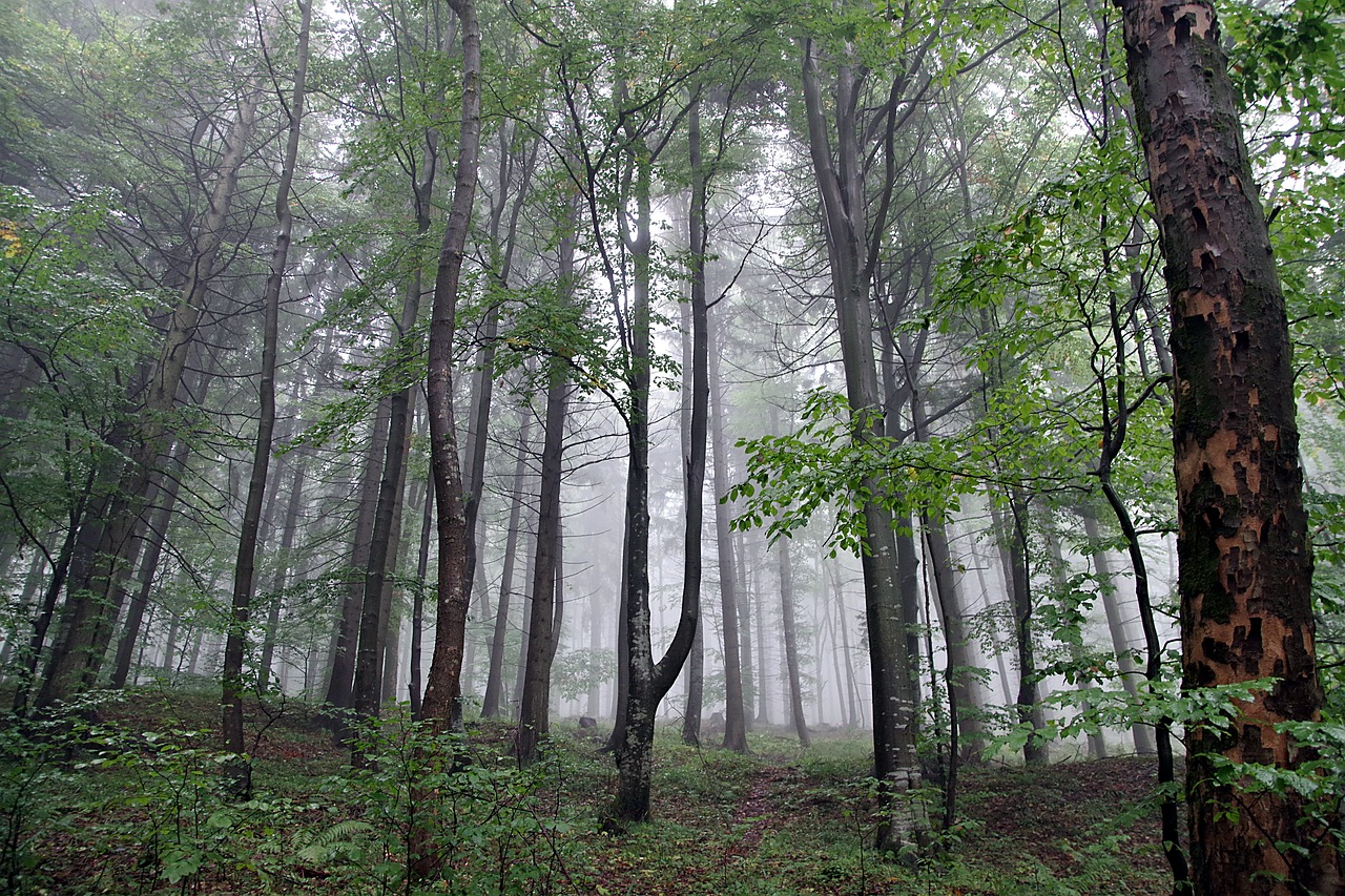 forest the fog tree free photo