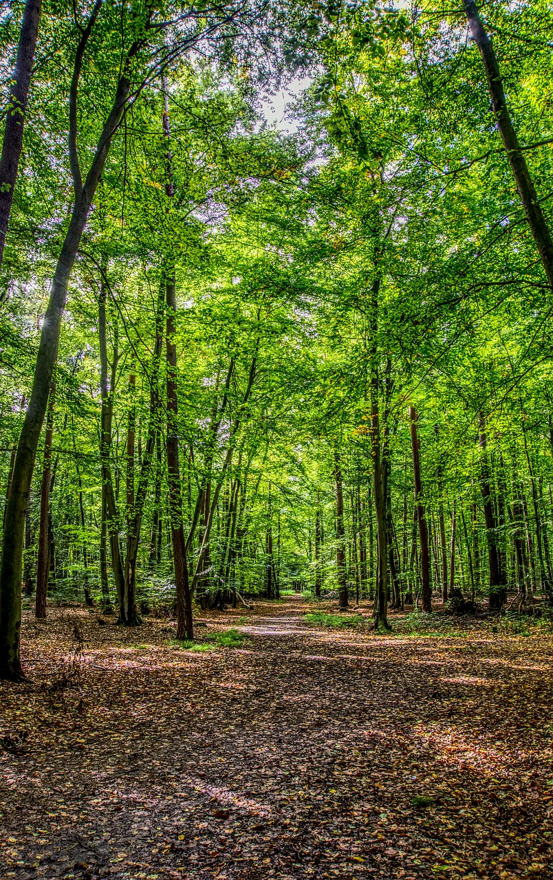 forest forest path leaves free photo