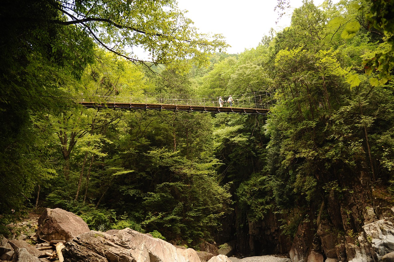 forest suspension bridge green free photo