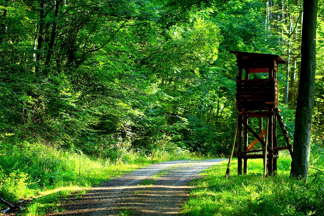 forest hunting delight free photo