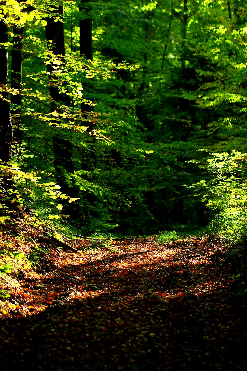 forest autumn forest path free photo