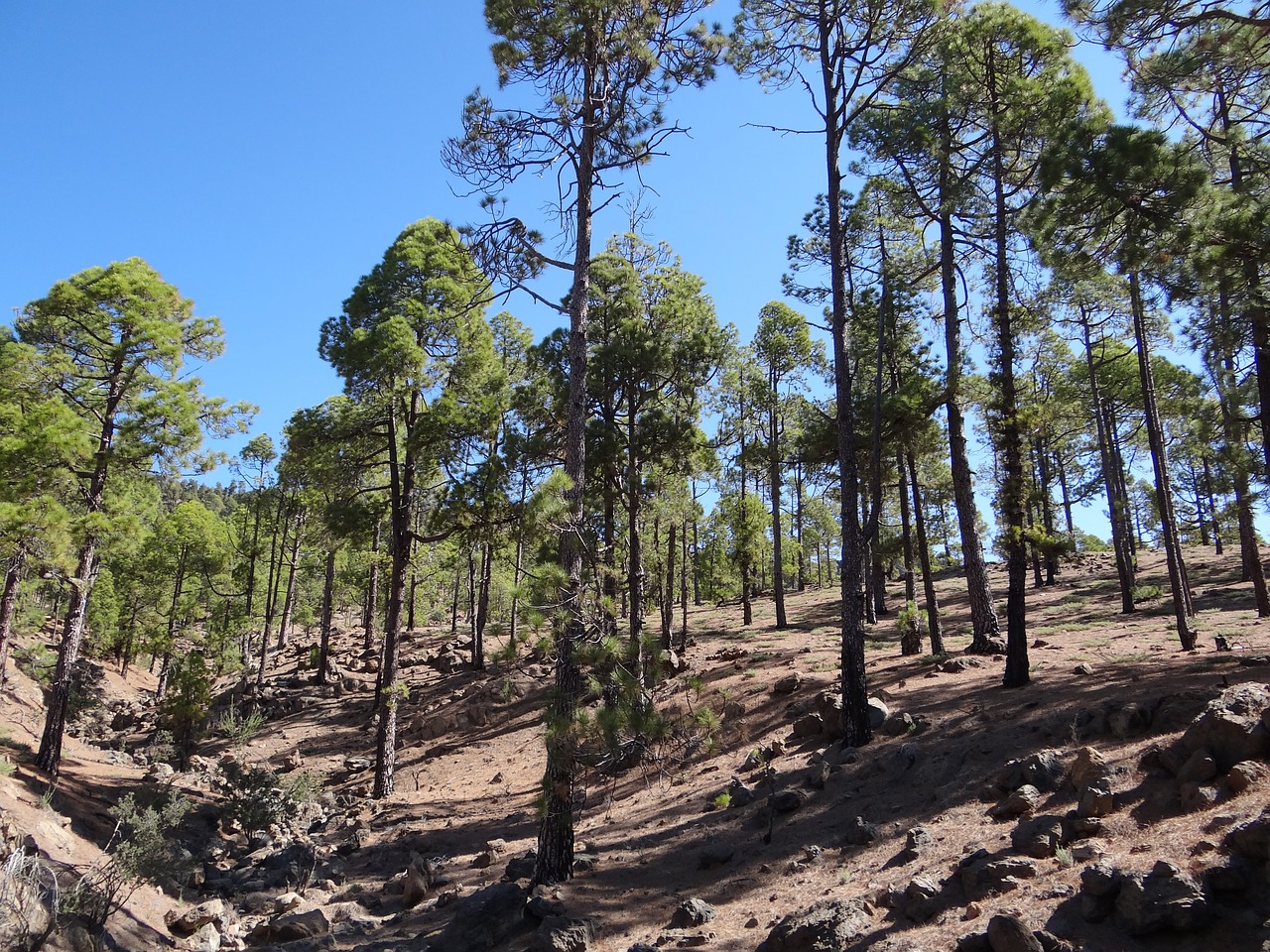 forest tenerife nature free photo